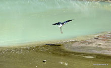 Héron à Waiotapu - Nouvelle-Zélande